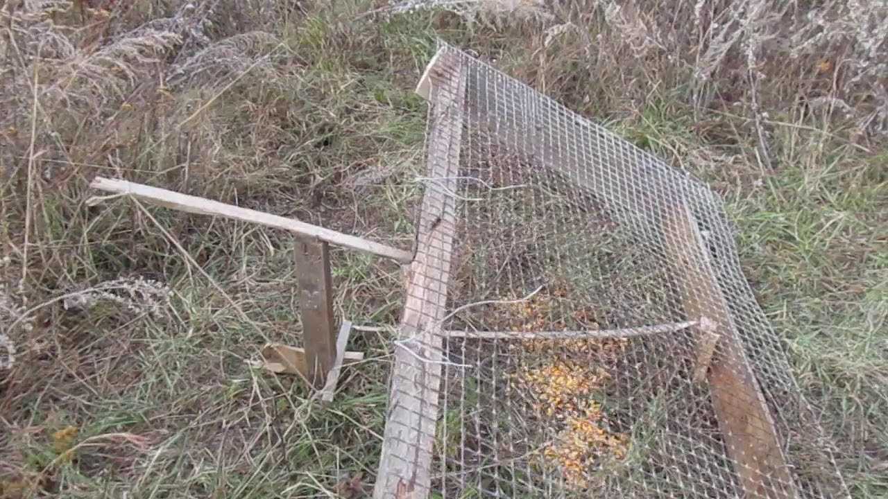 Ловушки для фазанов своими руками схемы