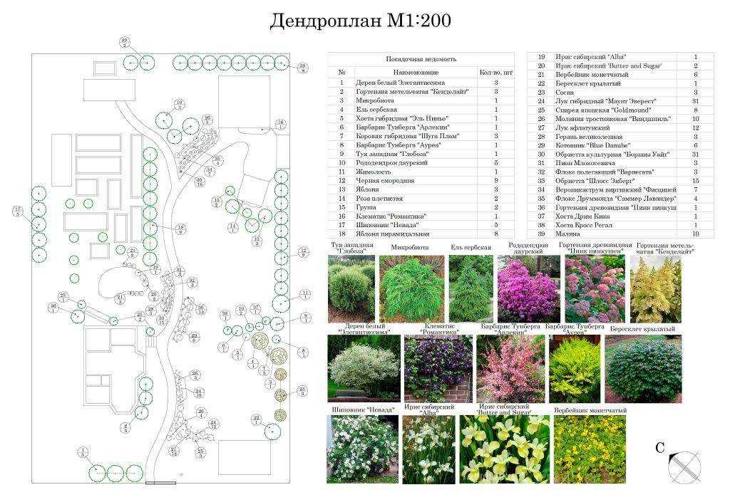 Порядок составления дендрологических планов. дендрологический план участка — правила составления дендроплана. факторы, влияющие на составление дендроплана