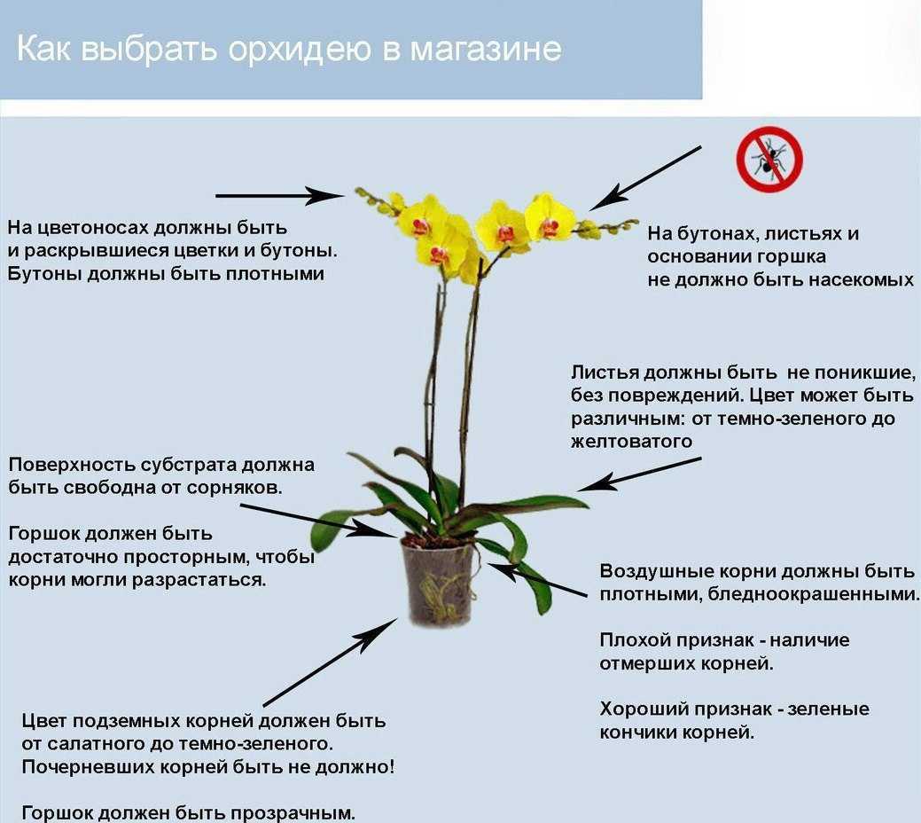 Орхидея фаленопсис: уход в домашних условиях, пересадка и размножение, правила полива - sadovnikam.ru