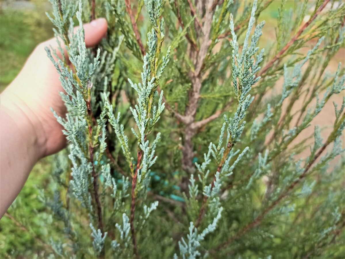 Можжевельник скальный: посадка и уход, описание, сорта и виды с фото