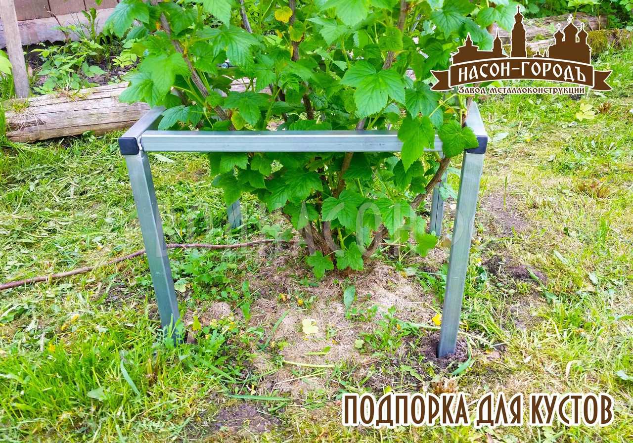 Как сделать подпорки для смородины: выращивание в кустодержателе