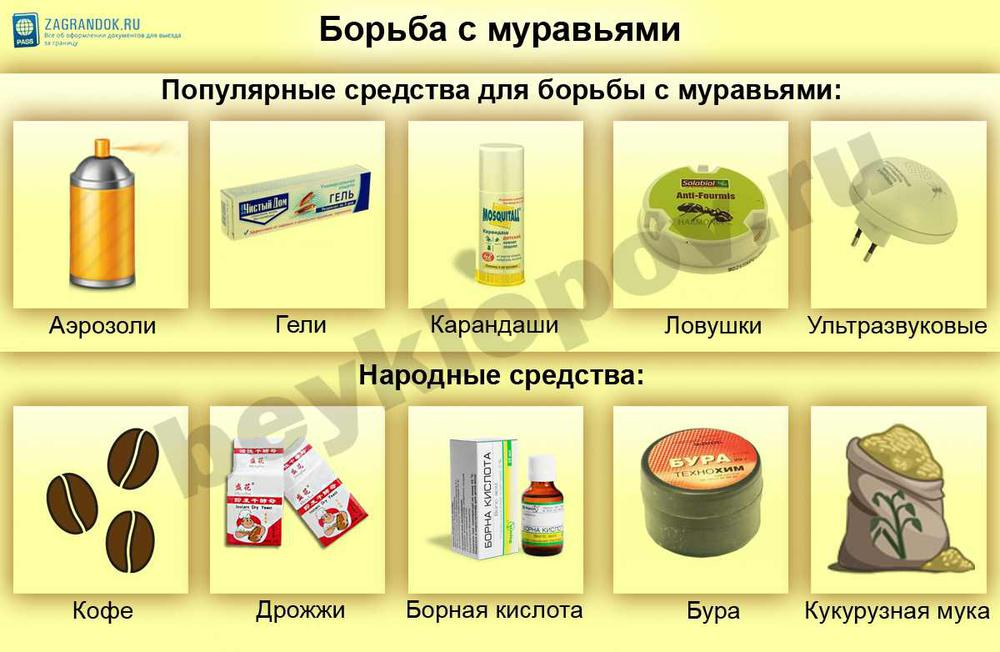 Как избавиться от муравьев в доме навсегда в домашних условиях