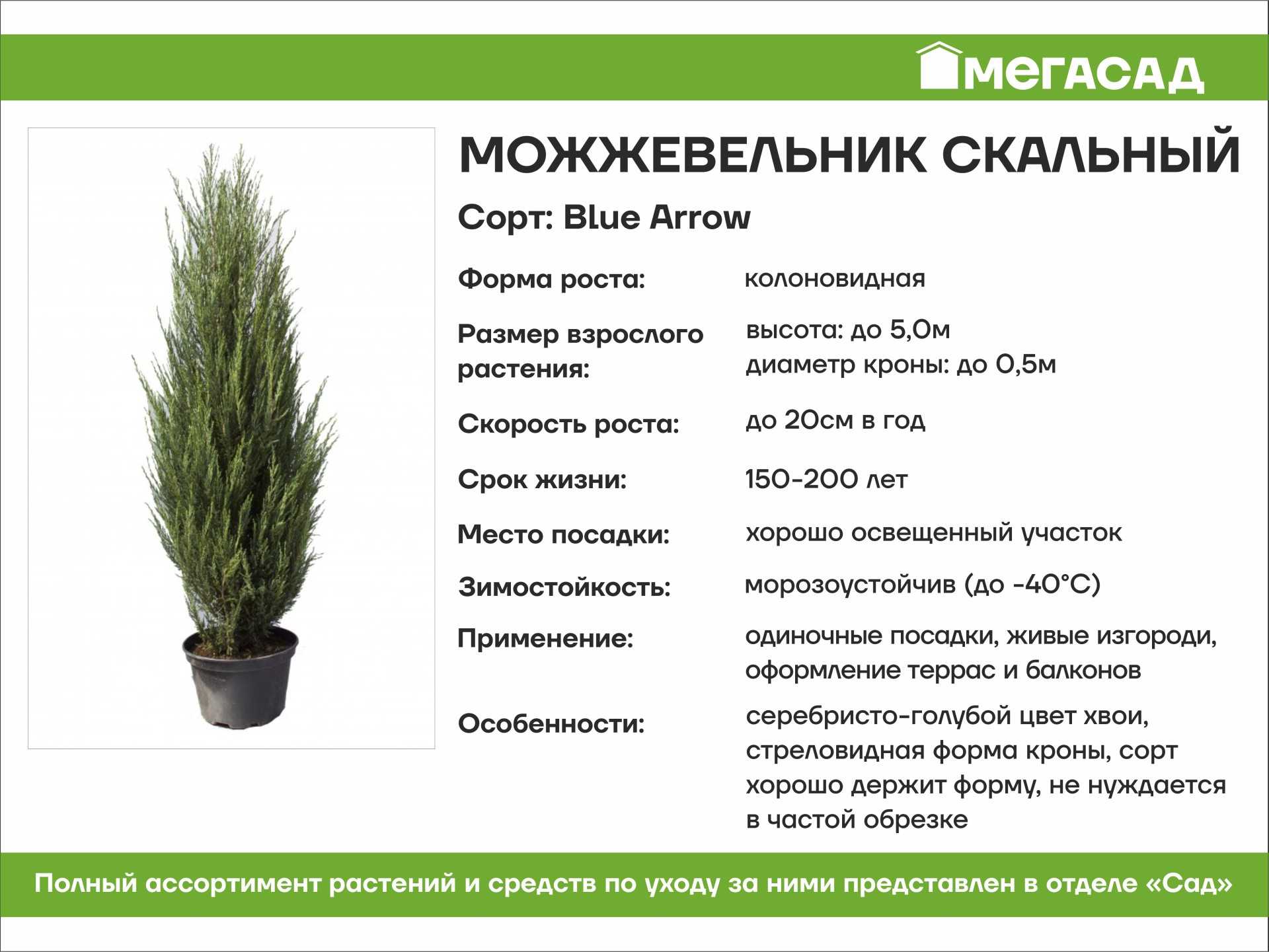 Обрезка и формирование можжевельника: сроки, особенности