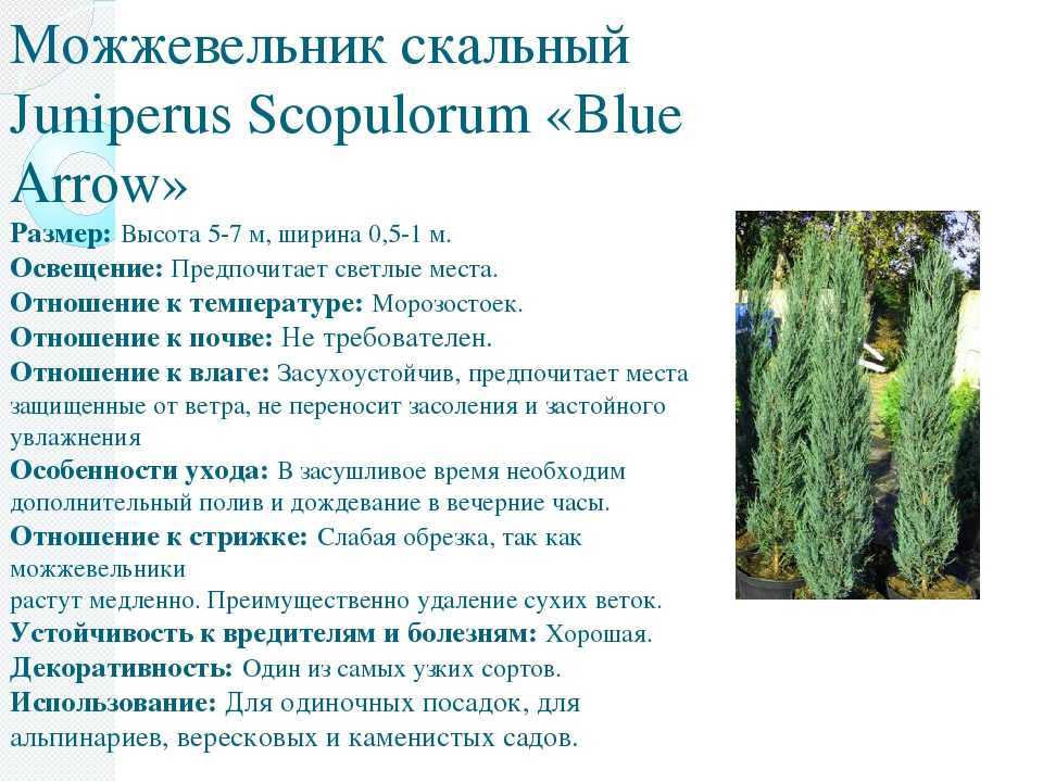 Можжевельник: посадка и уход в открытом грунте, пересадка, размножение, фото