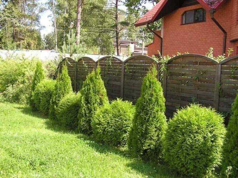 Из каких растений можно сделать живую изгородь?