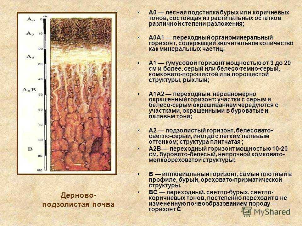 Подзолистые почвы – для какой природной зоны характерны дерново-подзолистые типы